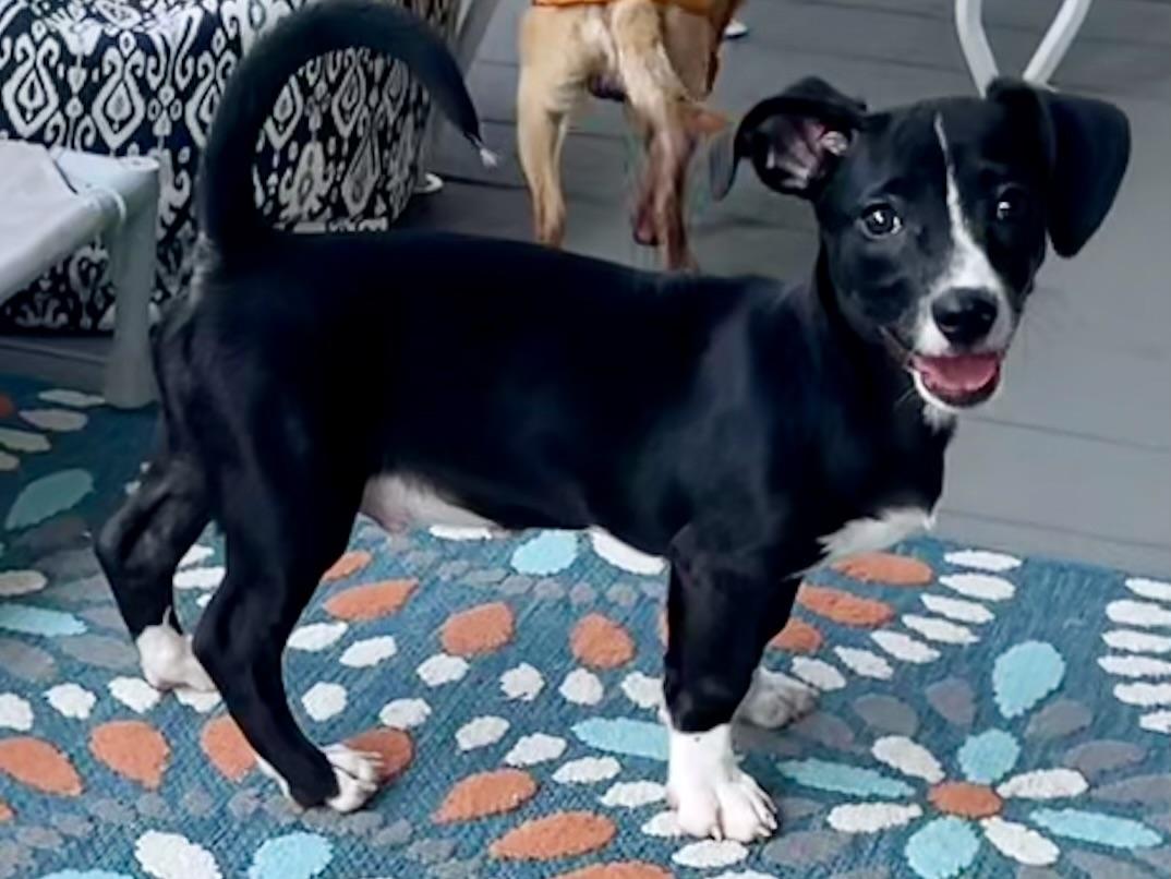 Mr Cutie in Texarkana TX, a Adoptable mixed breed in Texarkana, TX image 6/6