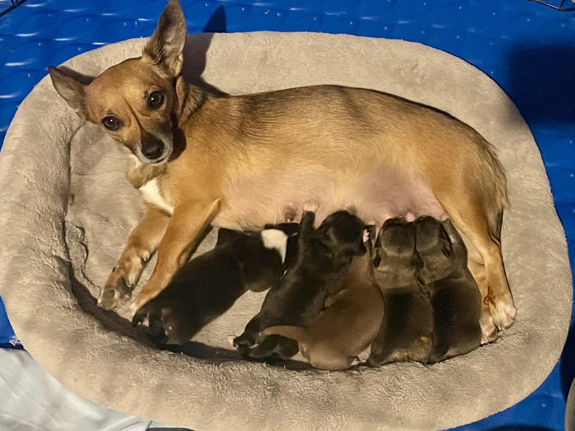 Mr Cutie in Texarkana TX, a Adoptable mixed breed in Texarkana, TX image 4/6