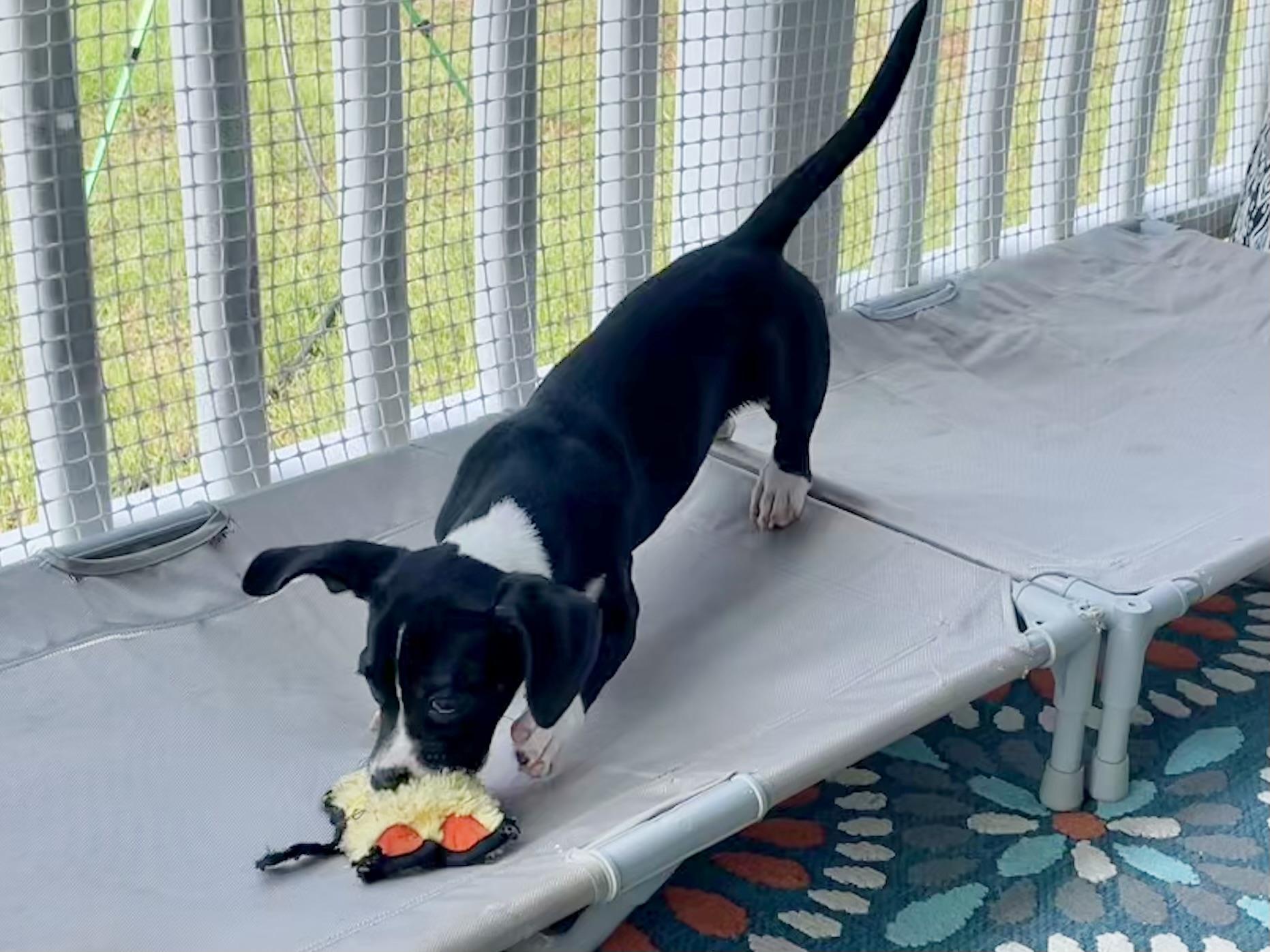 Mr Cutie in Texarkana TX, a Adoptable mixed breed in Texarkana, TX image 5/6