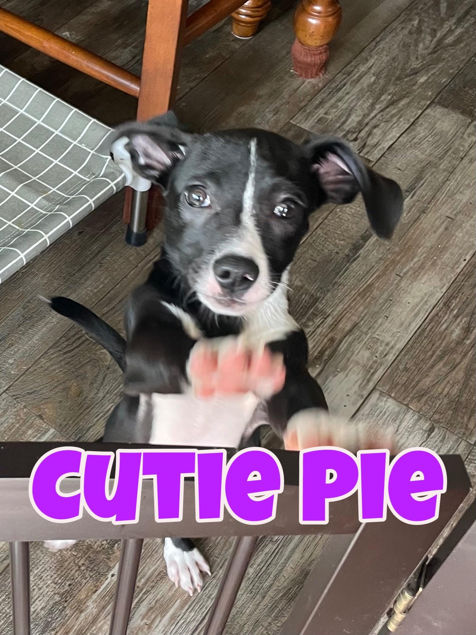 Mr Cutie in Texarkana TX, a Adoptable mixed breed in Texarkana, TX image 2/6