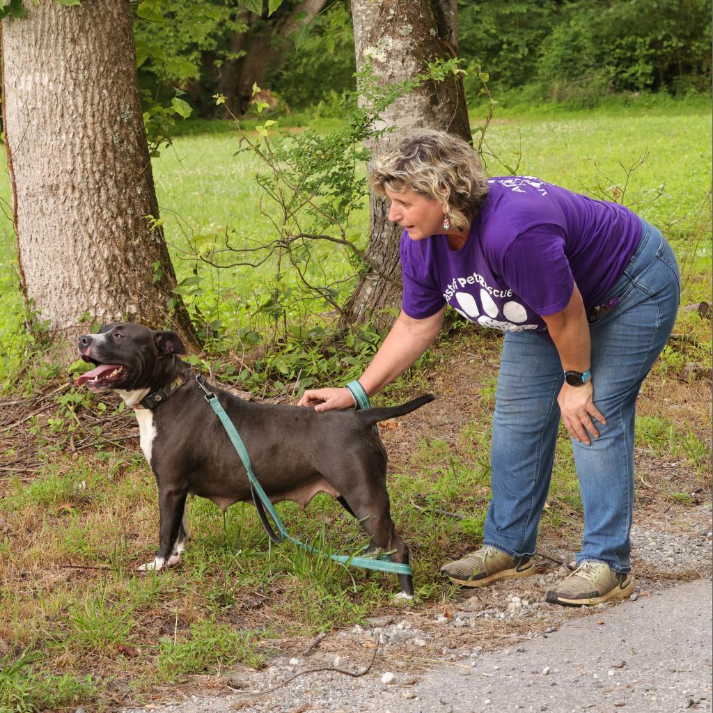 Wednesday, Adoptable, Adult Female American Staffordshire Terrier.