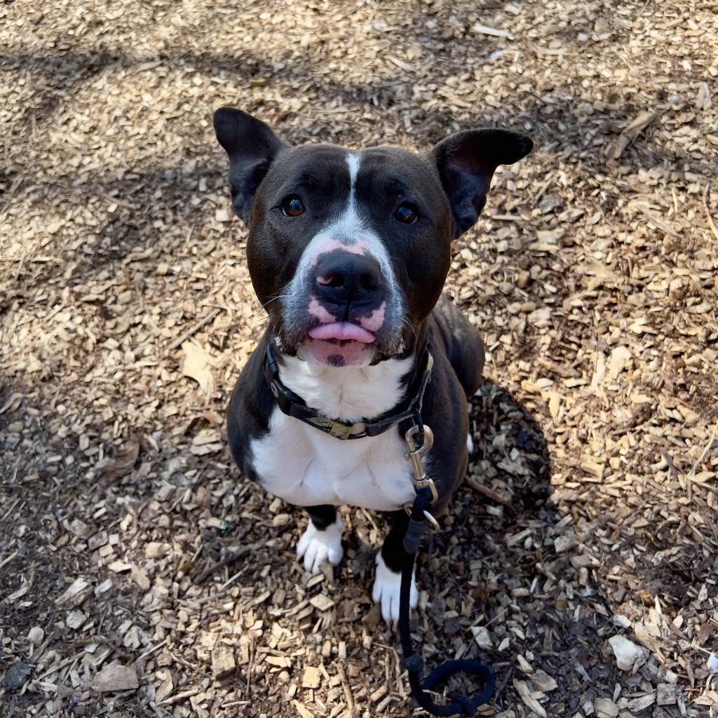 Enlarge Wednesday, a Adoptable American Staffordshire Terrier in Blairsville, GA image 2/6