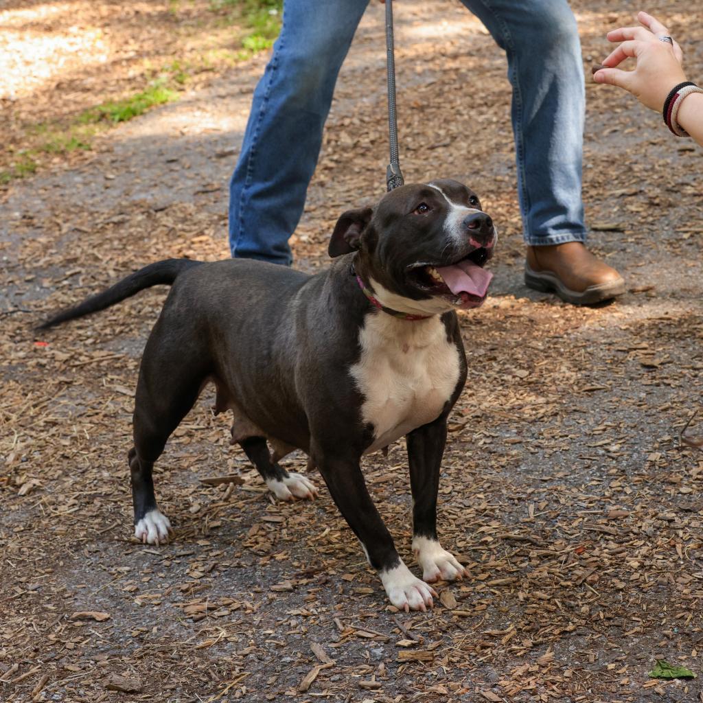 Enlarge Wednesday, a Adoptable American Staffordshire Terrier in Blairsville, GA image 3/6