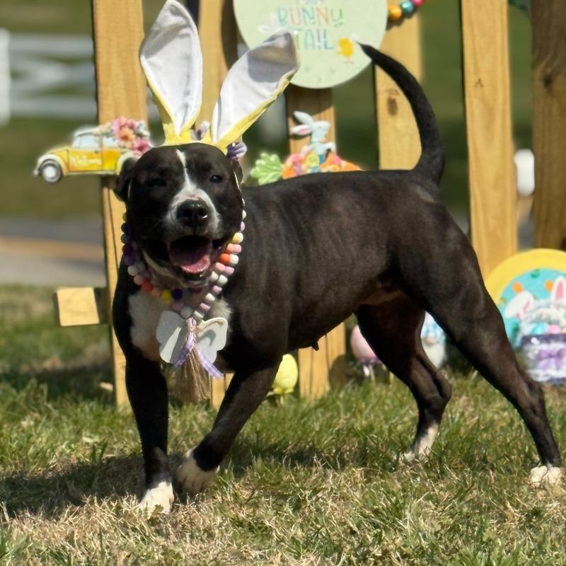Enlarge Wednesday, a Adoptable American Staffordshire Terrier in Blairsville, GA image 4/6