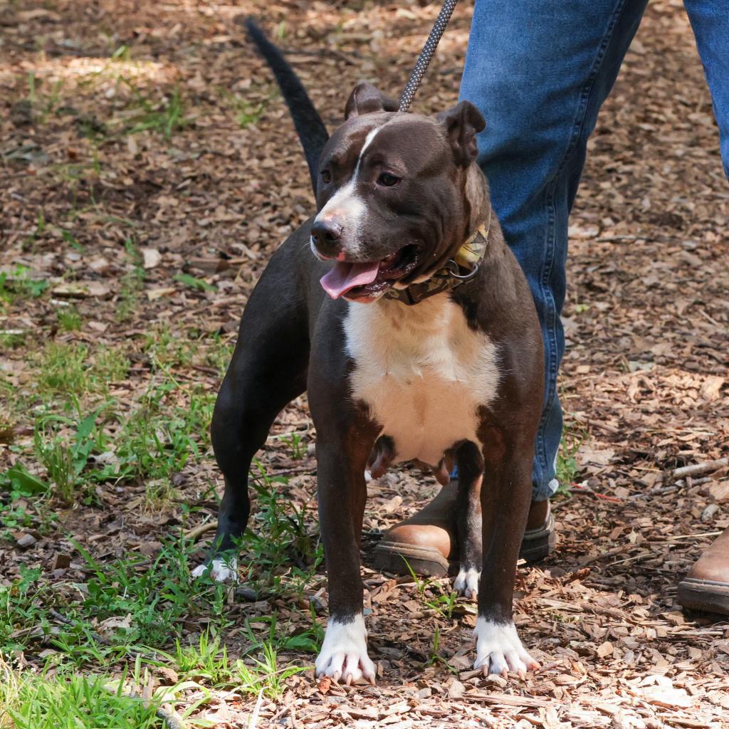 Enlarge Wednesday, a Adoptable American Staffordshire Terrier in Blairsville, GA image 4/6