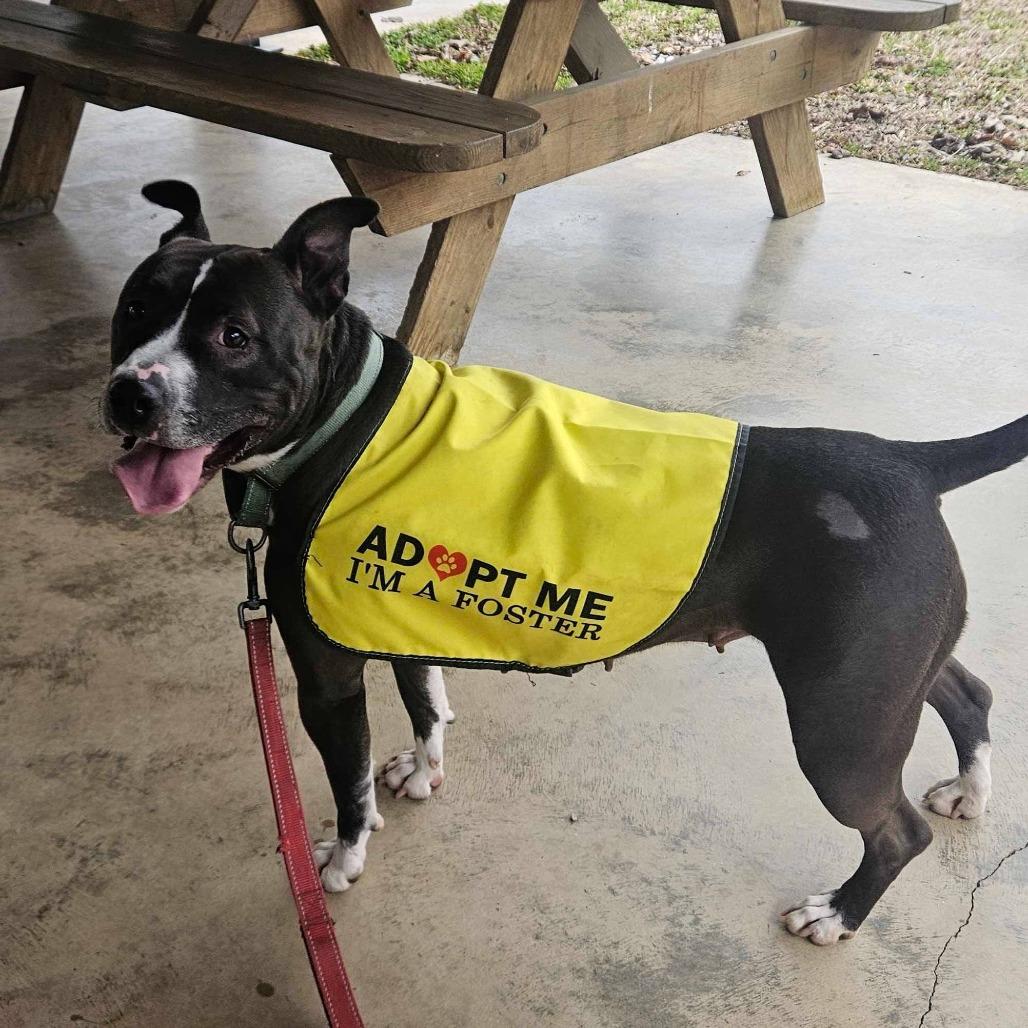 Enlarge Wednesday, a Adoptable American Staffordshire Terrier in Blairsville, GA image 5/6