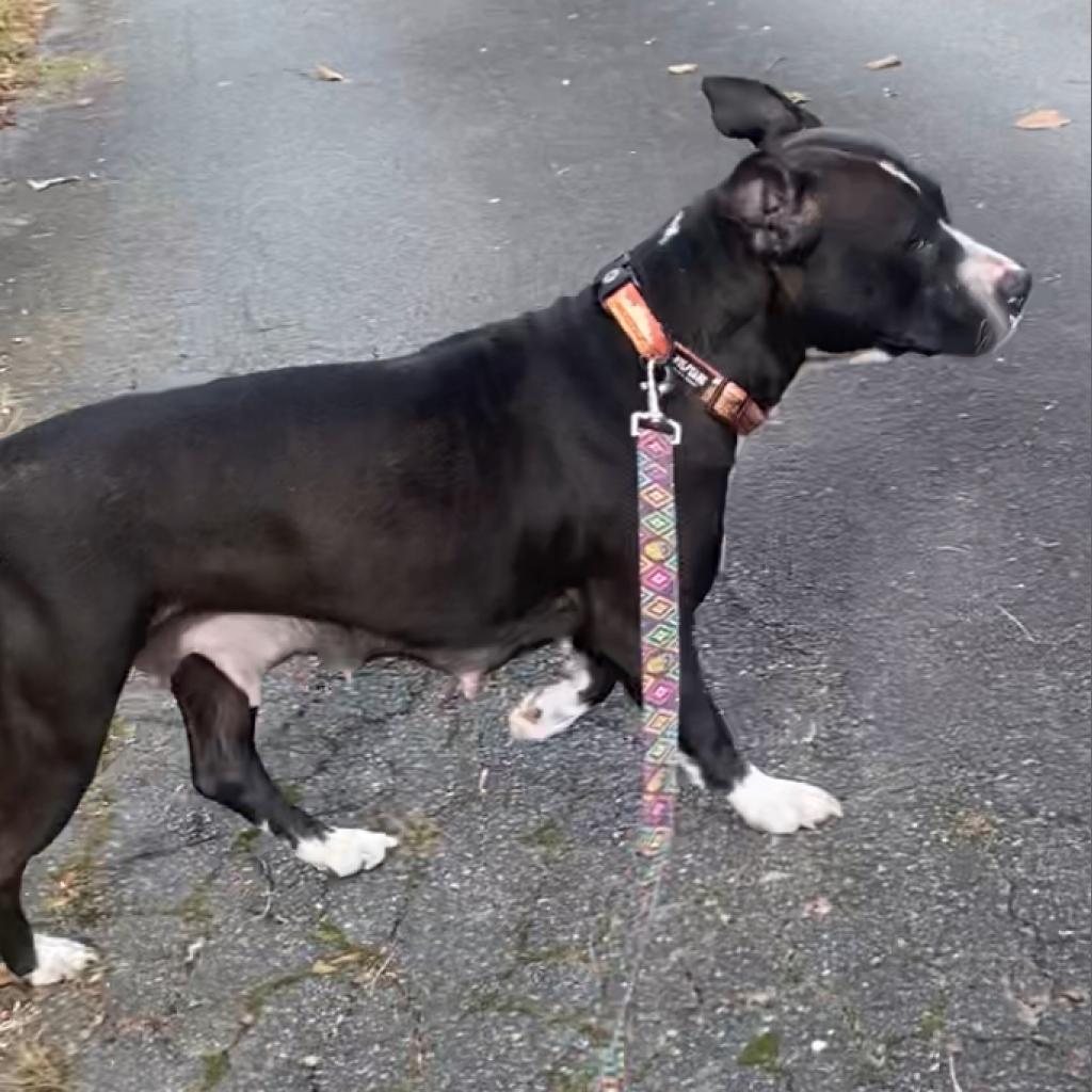 Enlarge Wednesday, a Adoptable American Staffordshire Terrier in Blairsville, GA image 6/6