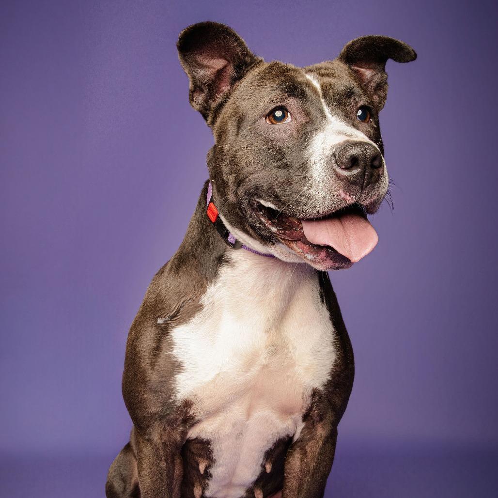 Wednesday, a Adoptable American Staffordshire Terrier in Blairsville, GA image 5/6