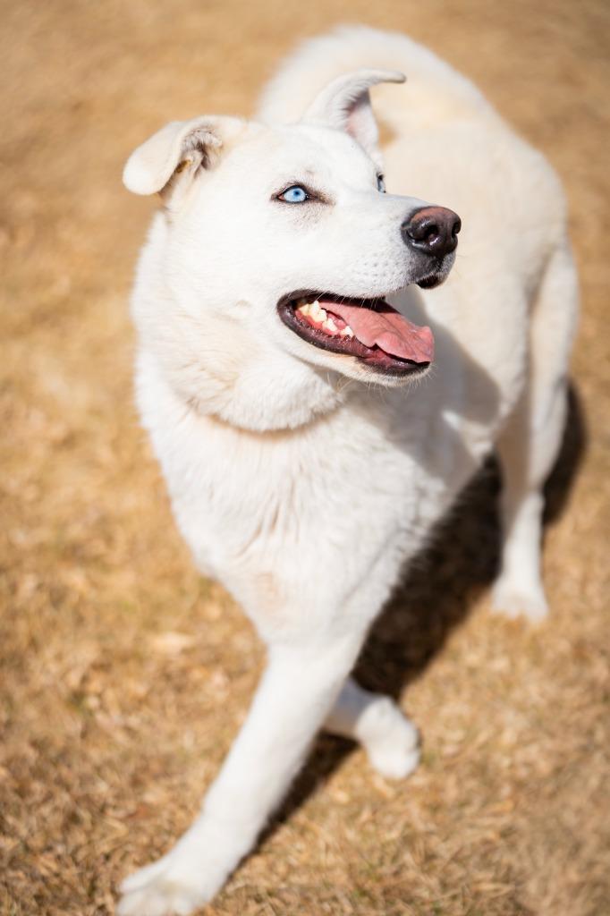 Taj 2, Adoptable, Young Male Husky & Shepherd.