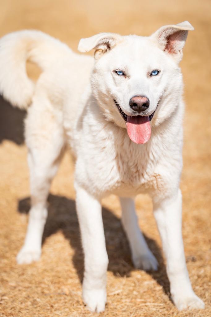 Enlarge Taj 2, a Adoptable mixed breed in Fort Lupton, CO image 2/4