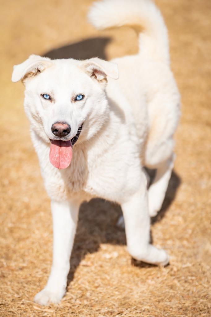 Enlarge Taj 2, a Adoptable mixed breed in Fort Lupton, CO image 3/4
