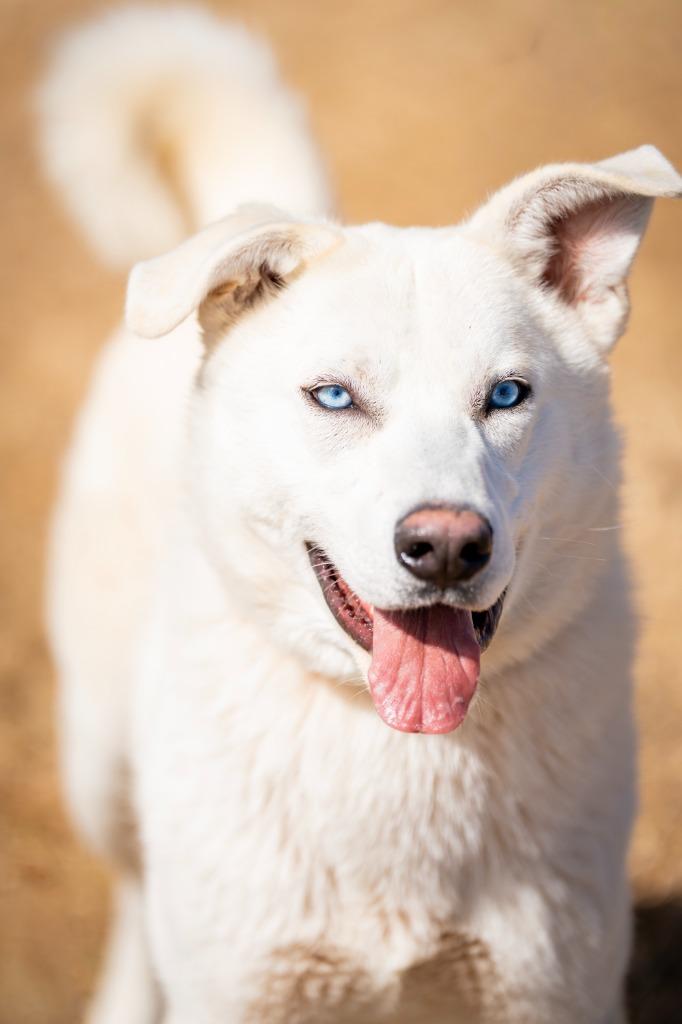 Enlarge Taj 2, a Adoptable mixed breed in Fort Lupton, CO image 4/4