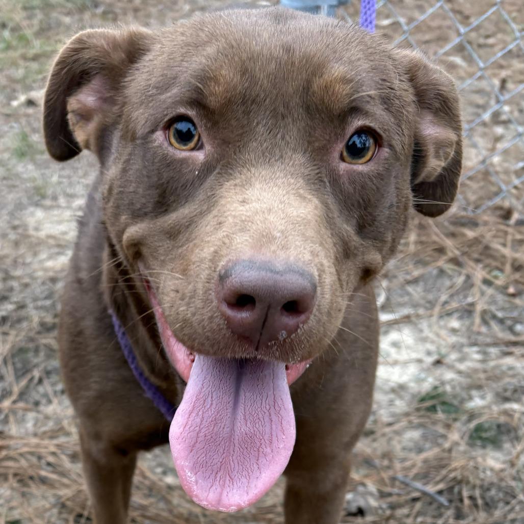 Enlarge Gemma, a Adoptable Chocolate Labrador Retriever in claxton, GA image 1/3