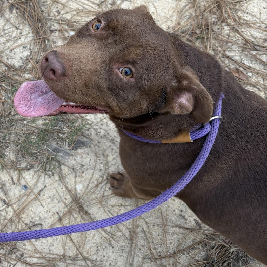Enlarge Gemma, a Adoptable Chocolate Labrador Retriever in claxton, GA image 2/3