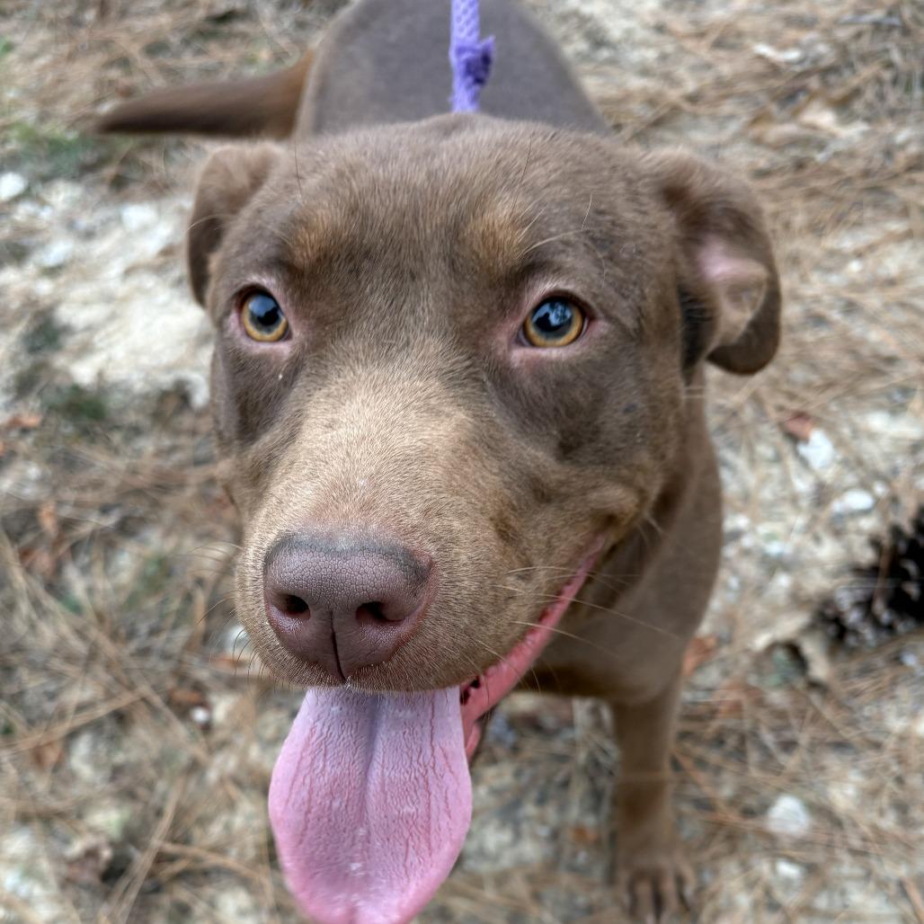 Enlarge Gemma, a Adoptable Chocolate Labrador Retriever in claxton, GA image 3/3
