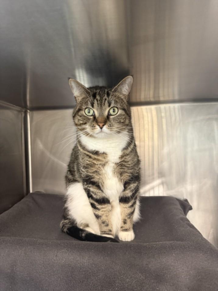 BELLA, Adoptable, Adult Female Domestic Short Hair.