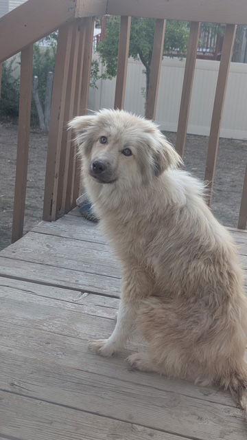 Lola, Adoptable, Puppy Female Great Pyrenees & Pomeranian.