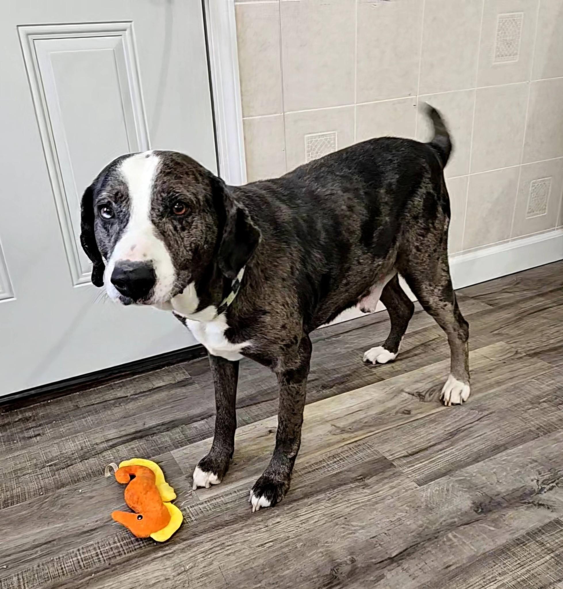 Enlarge Clyde, an adopted mixed breed in Hoopeston, IL image 3/4