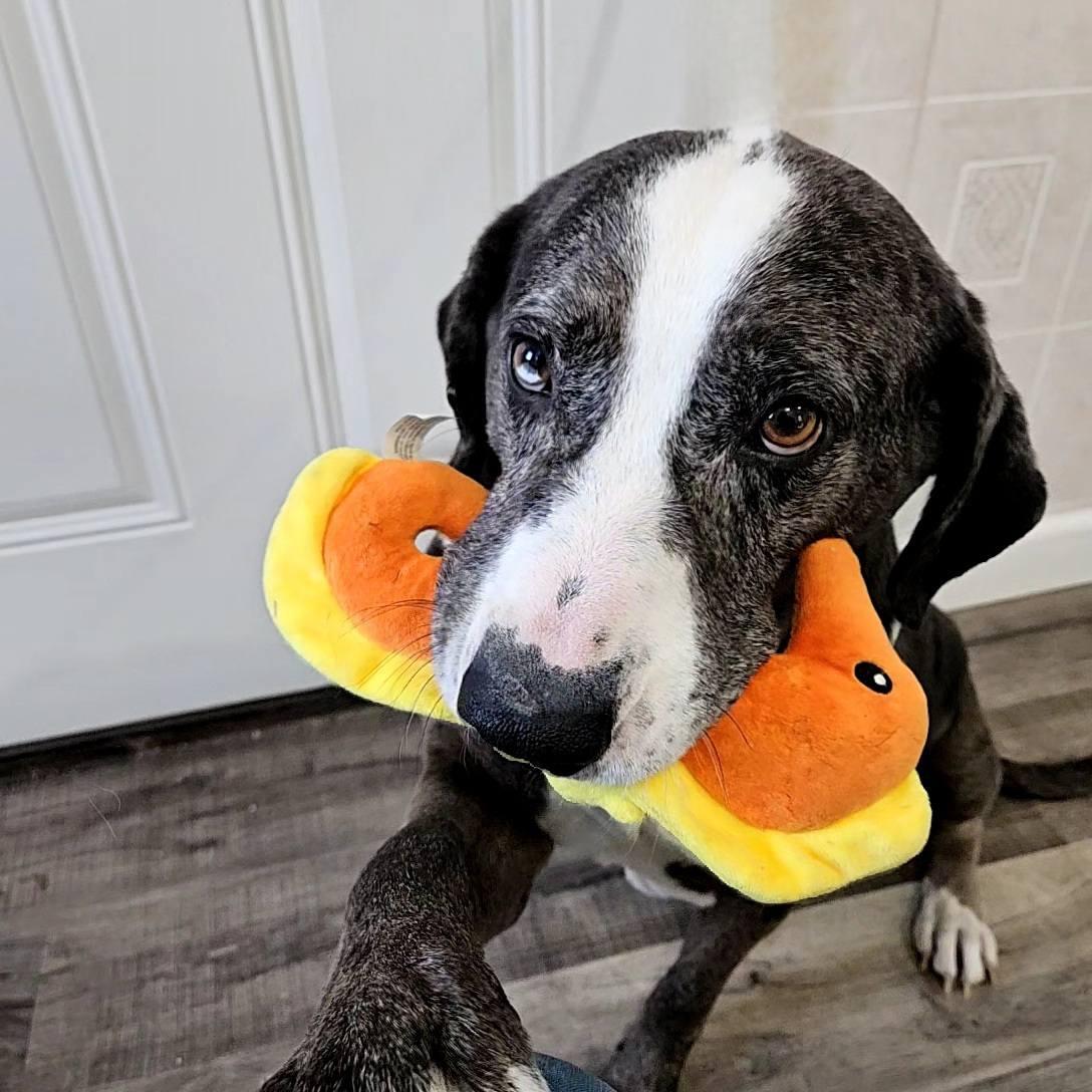 Enlarge Clyde, an adopted mixed breed in Hoopeston, IL image 4/4