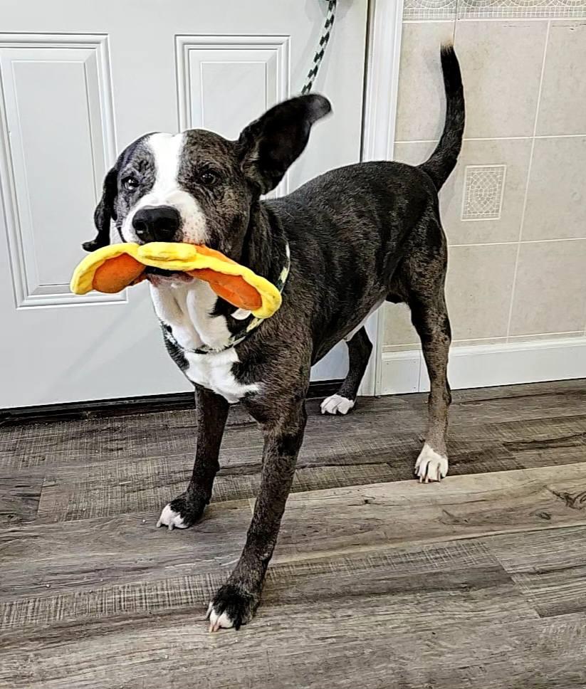 Enlarge Clyde, an adopted mixed breed in Hoopeston, IL image 2/4