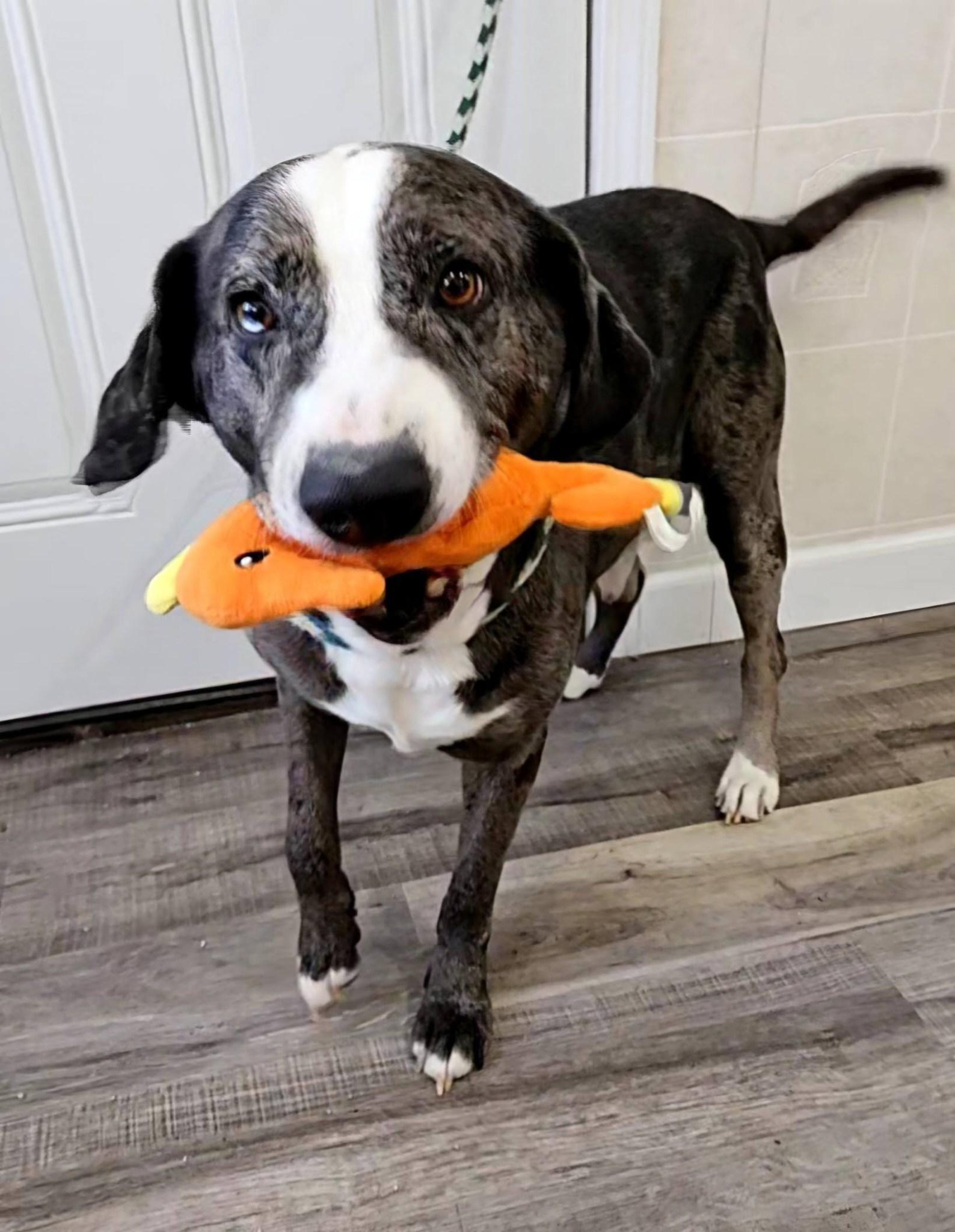 Clyde, adopted, Senior Male Catahoula Leopard Dog & Hound.