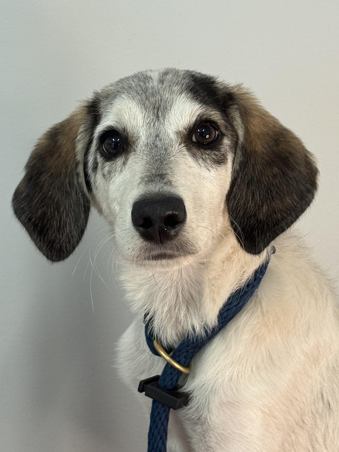 Willow, a ADOPTABLE mixed breed in Richmond, VA image 3/6