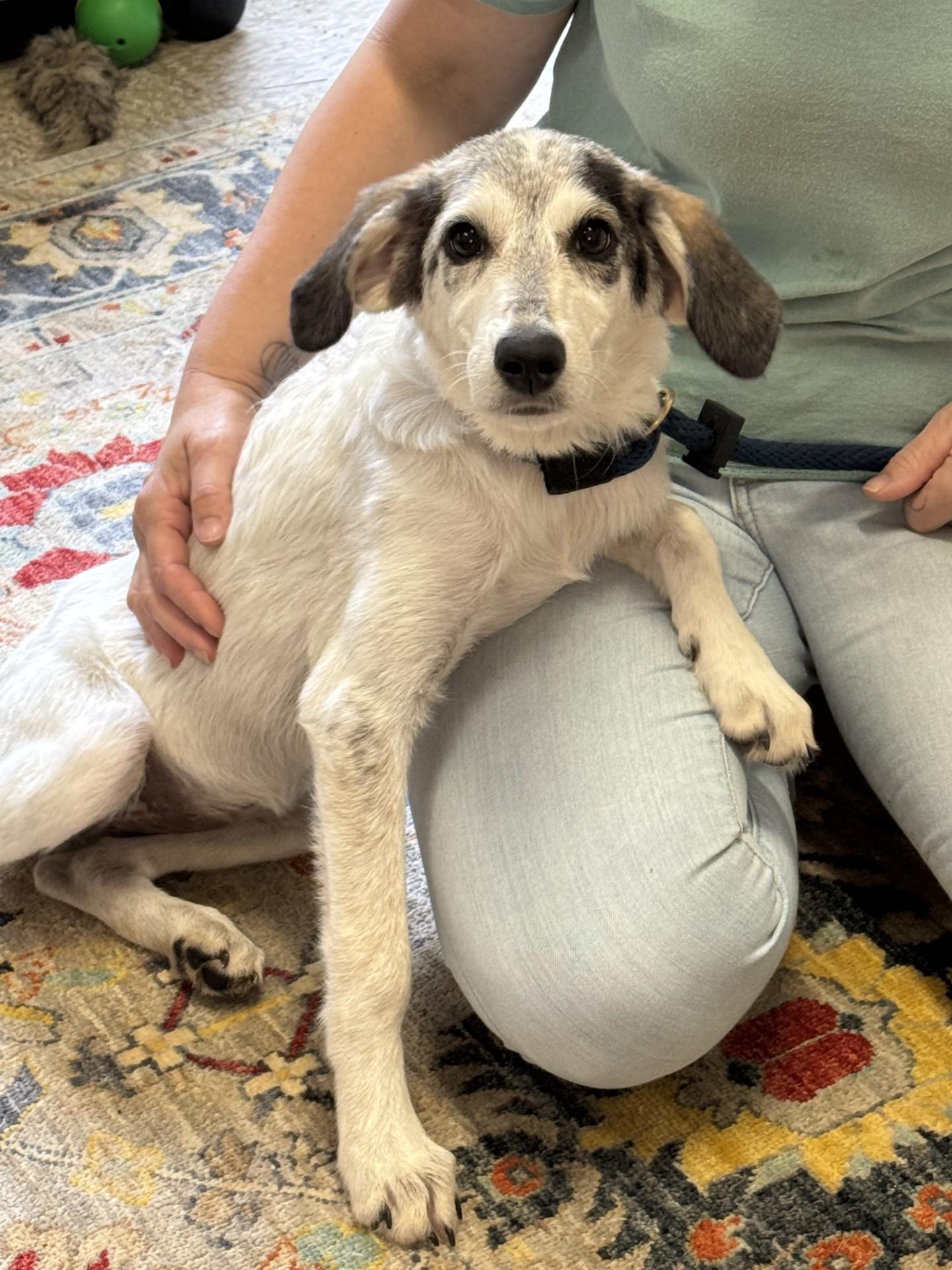 Willow, a ADOPTABLE mixed breed in Richmond, VA image 4/6