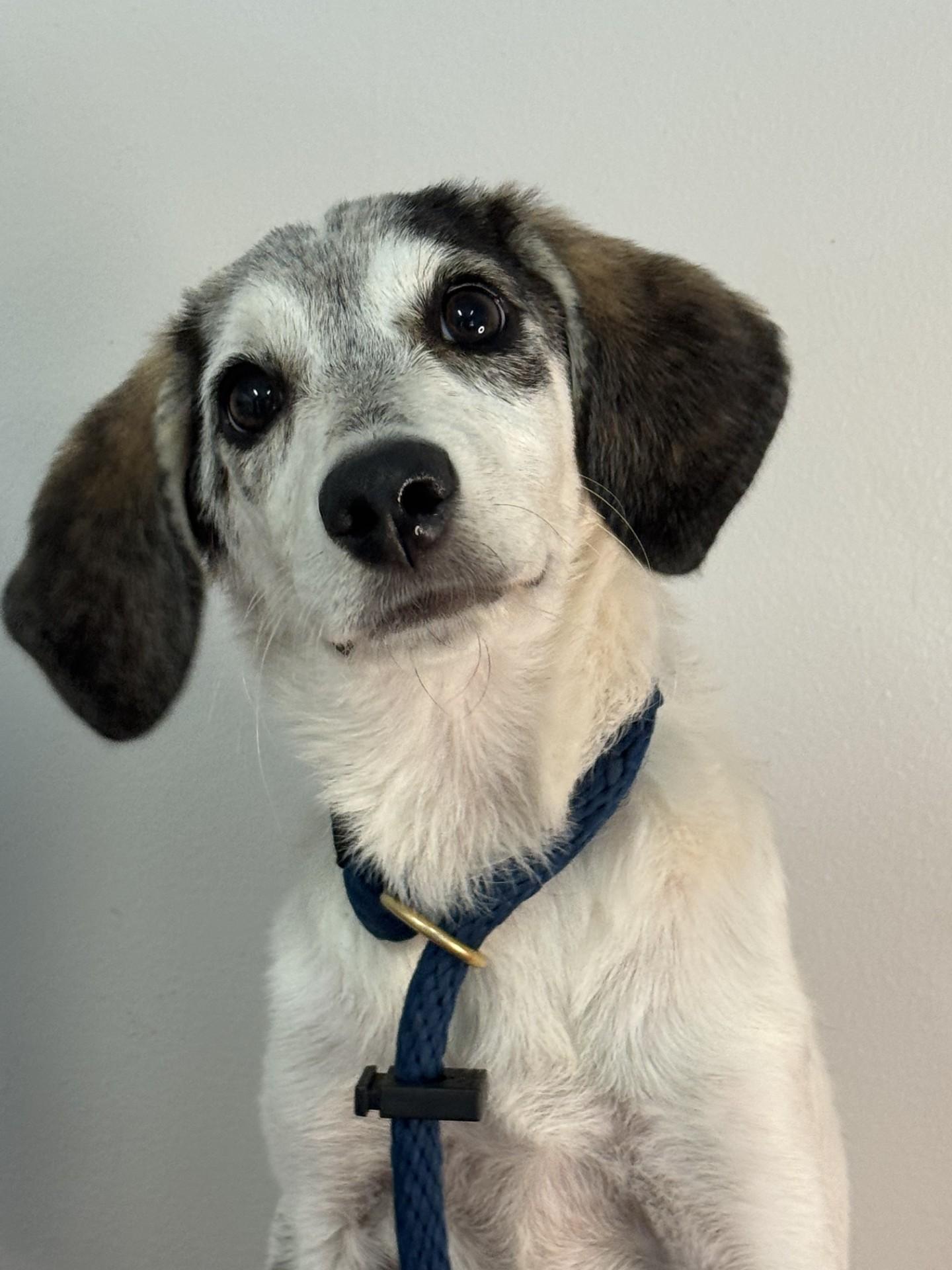 Willow, a ADOPTABLE mixed breed in Richmond, VA image 1/6