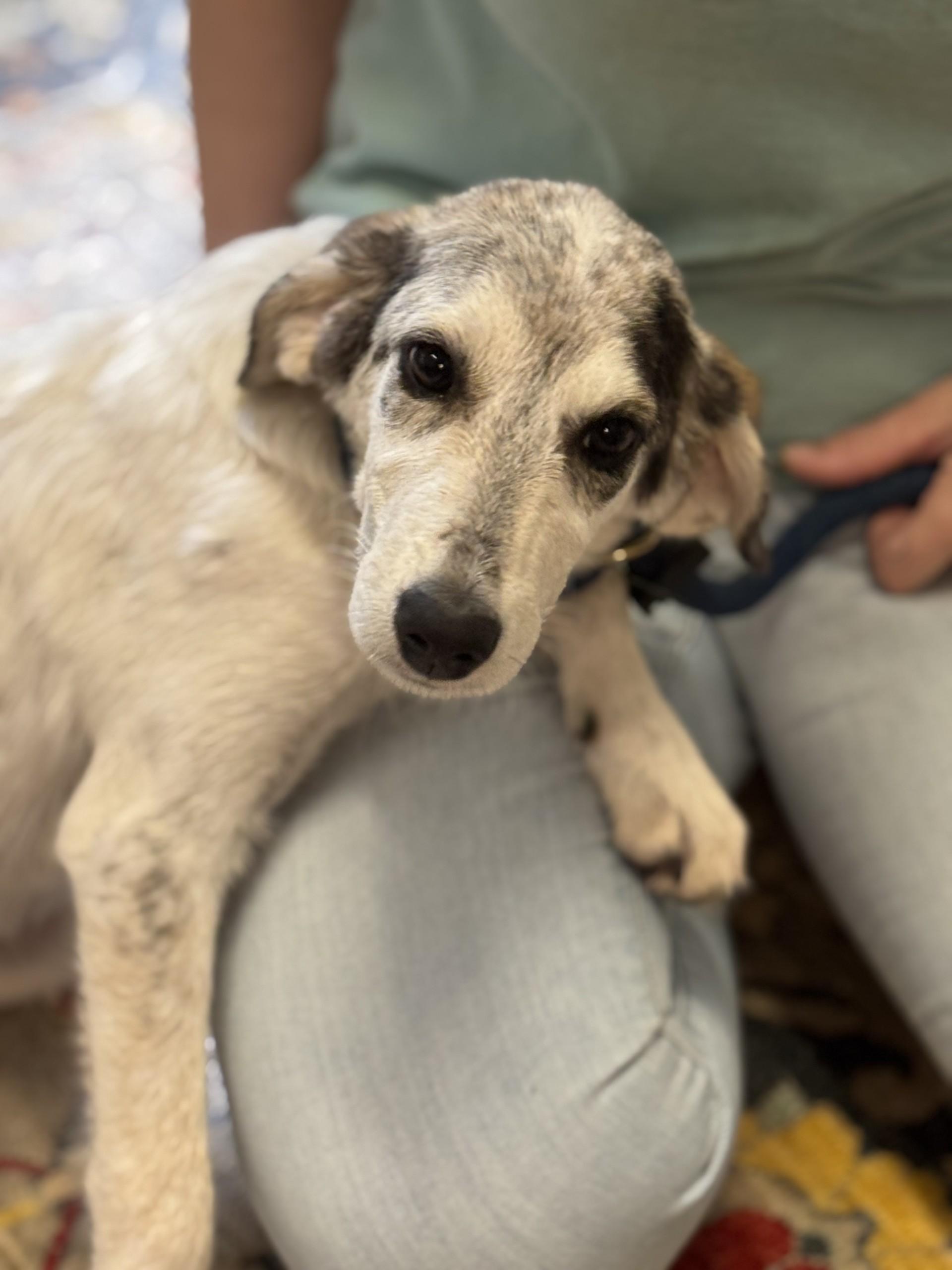 Willow, a ADOPTABLE mixed breed in Richmond, VA image 2/6