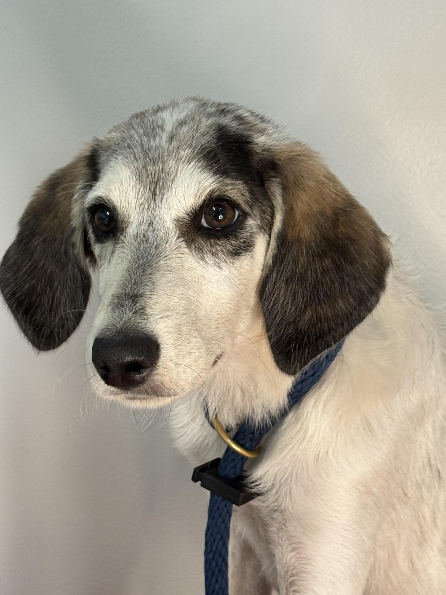 Willow, a ADOPTABLE mixed breed in Richmond, VA image 6/6