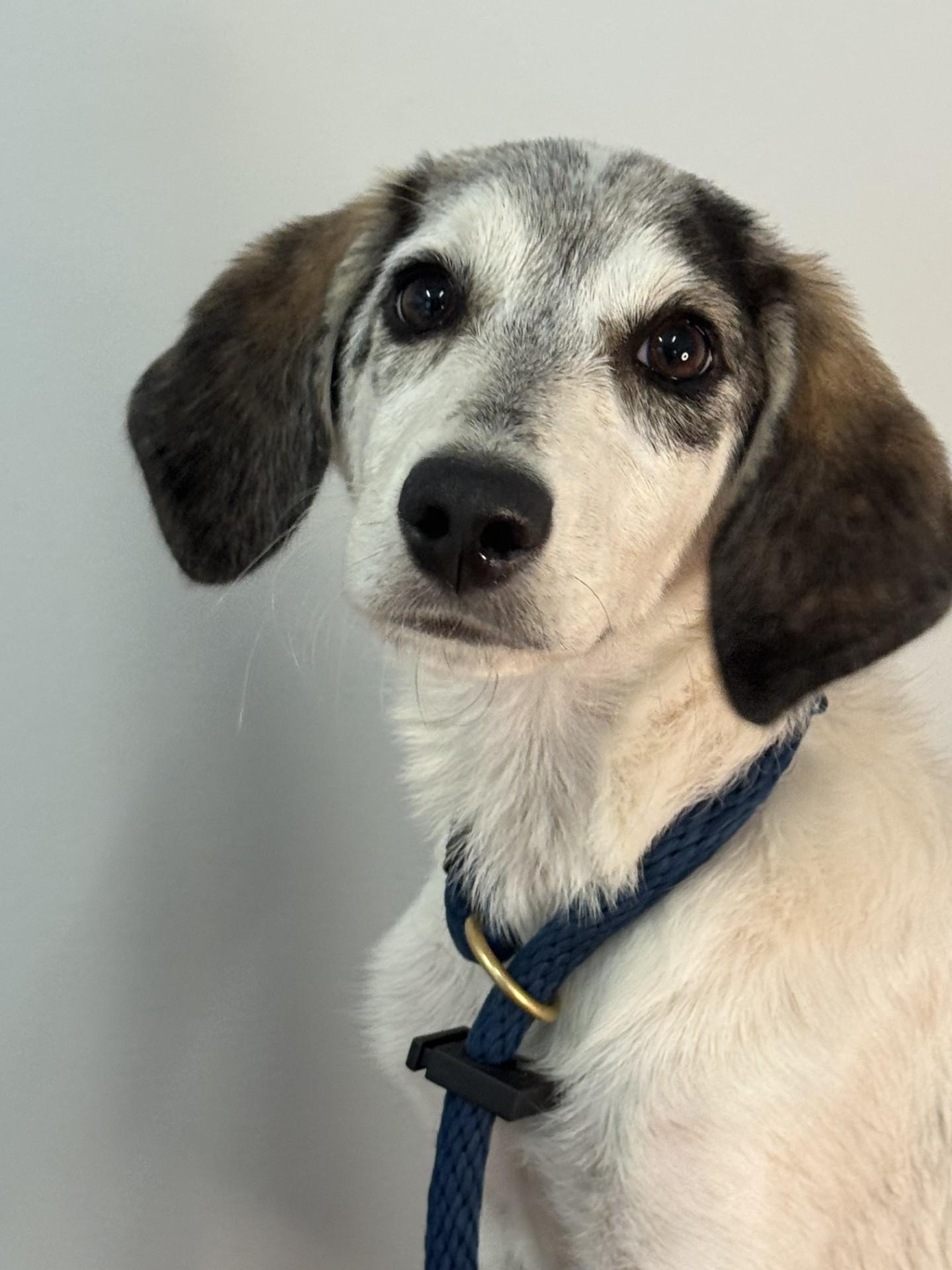 Willow, a ADOPTABLE mixed breed in Richmond, VA image 5/6