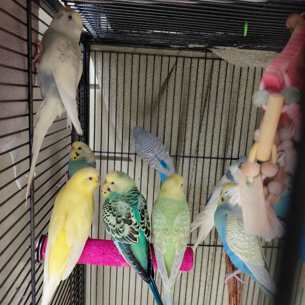 30, Adoptable, Young Male Parakeet (Other).