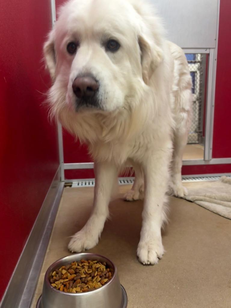 Enlarge Avalanche (Avy), a ADOPTABLE mixed breed in Sterling, CO image 2/2