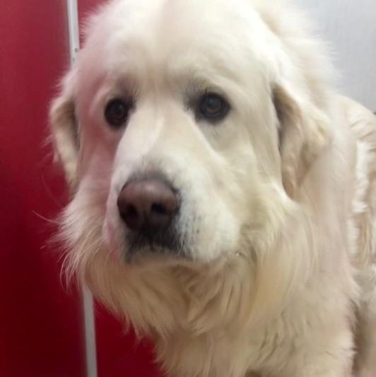 Avalanche (Avy), ADOPTABLE, Adult Male Great Pyrenees.