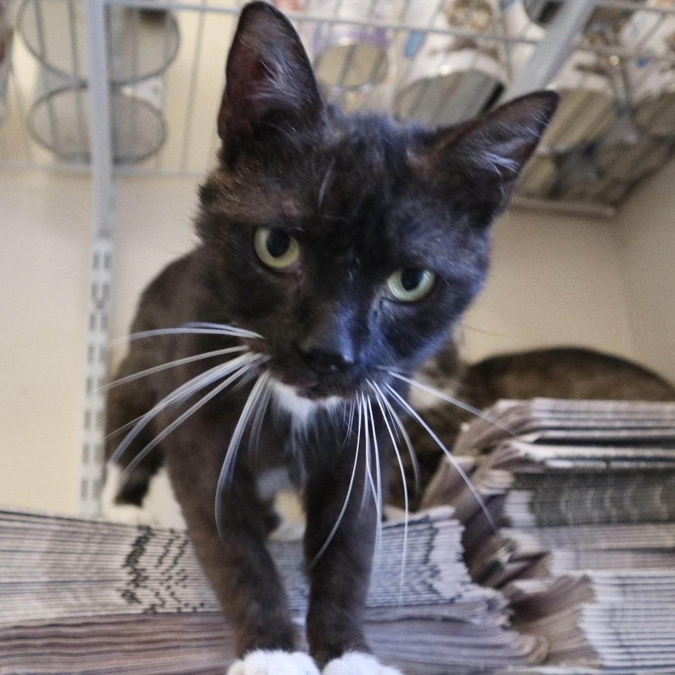 Pesto, a Adoptable Domestic Short Hair in Rossville, TN image 3/6