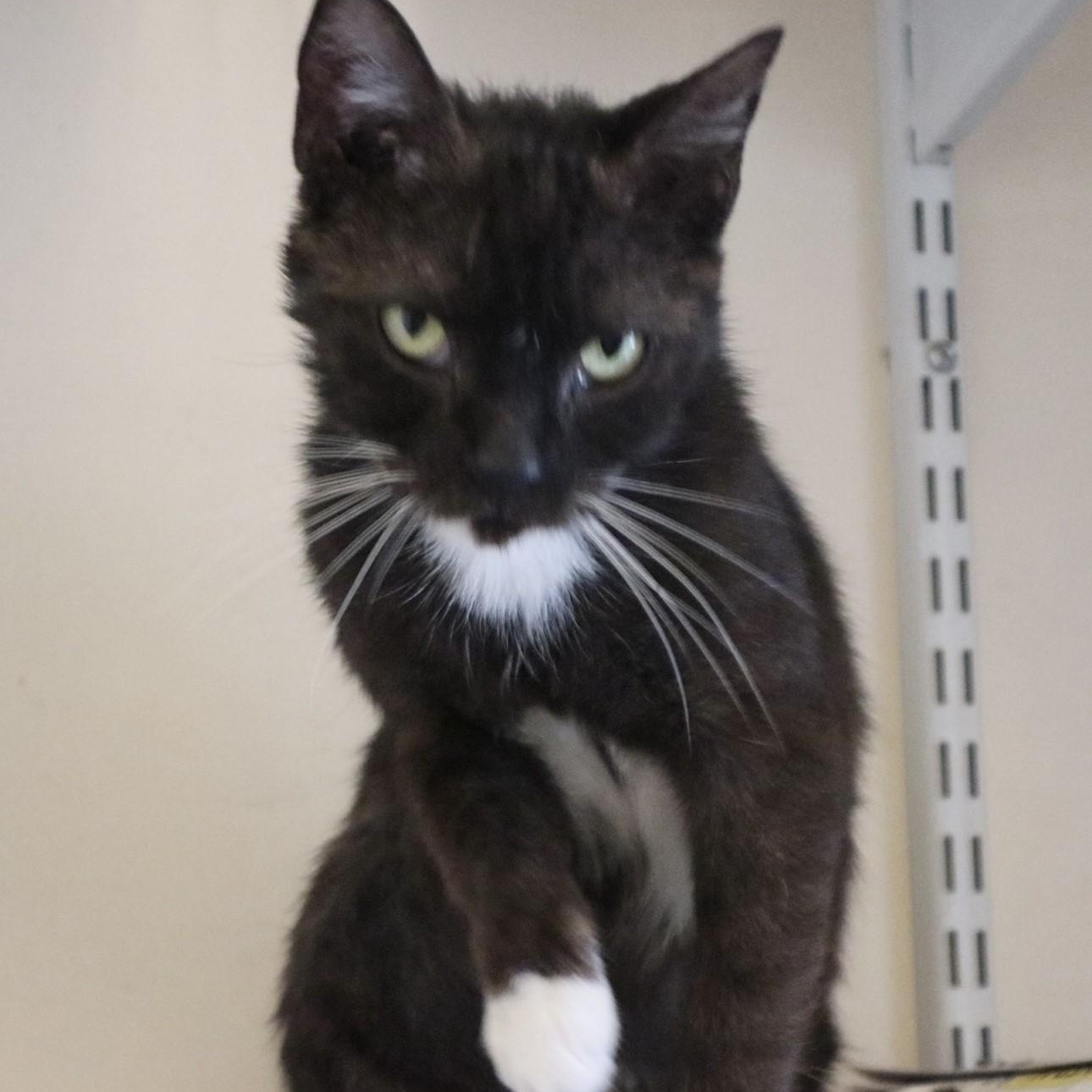 Pesto, a Adoptable Domestic Short Hair in Rossville, TN image 5/6