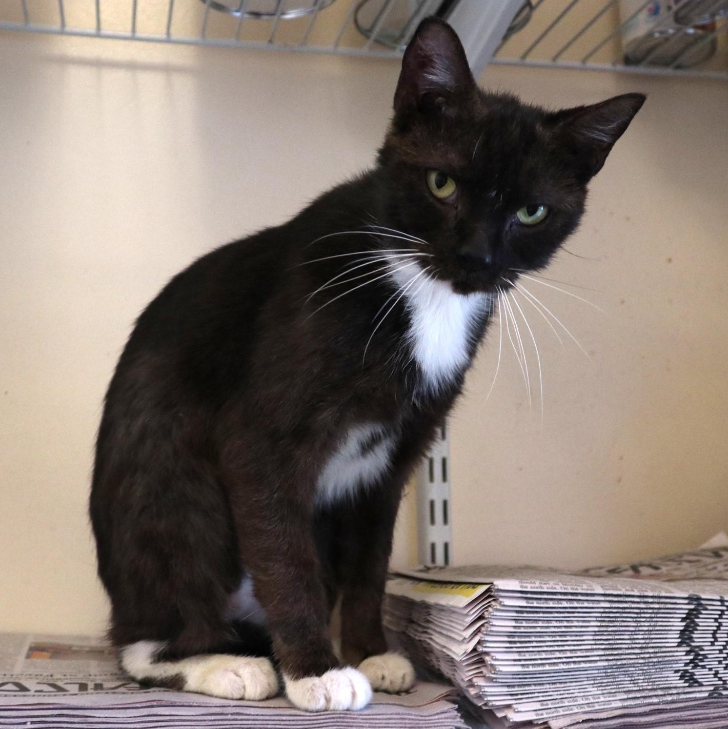 Pesto, a Adoptable Domestic Short Hair in Rossville, TN image 2/6