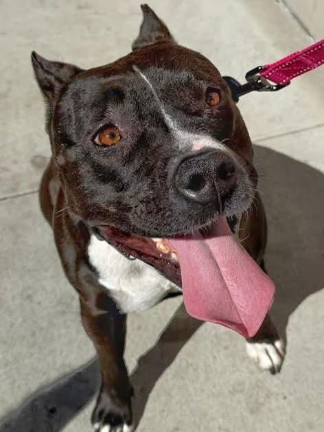 Rosie - Adopt Me!, Adoptable, Young Female American Staffordshire Terrier.