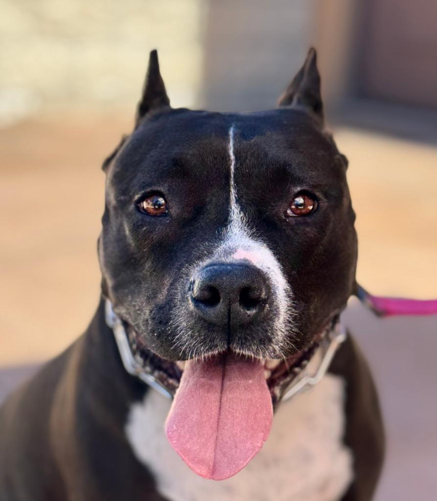 Rosie - Adopt Me!, a Adoptable mixed breed in Lake Forest, CA image 3/6