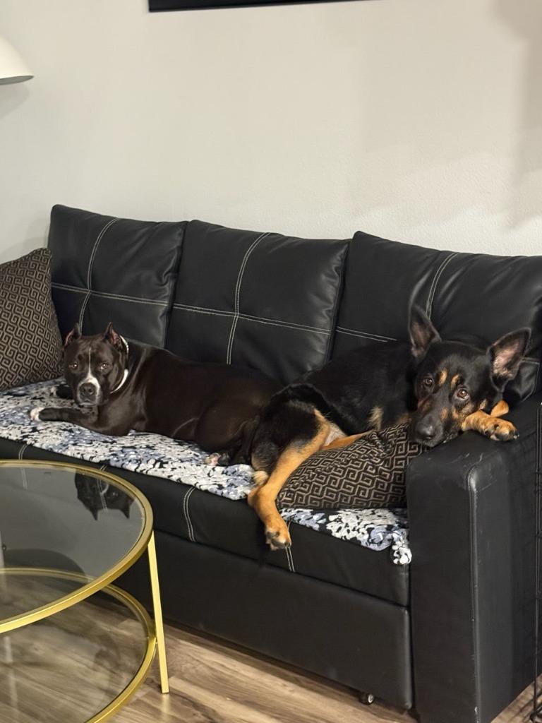 Rosie - Adopt Me!, a Adoptable mixed breed in Lake Forest, CA image 4/6