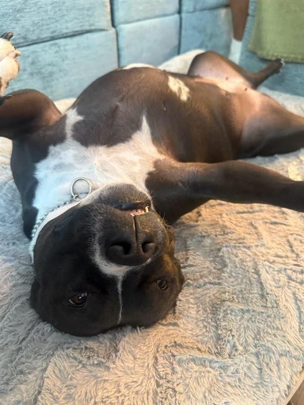 Rosie - Adopt Me!, a Adoptable mixed breed in Lake Forest, CA image 5/6