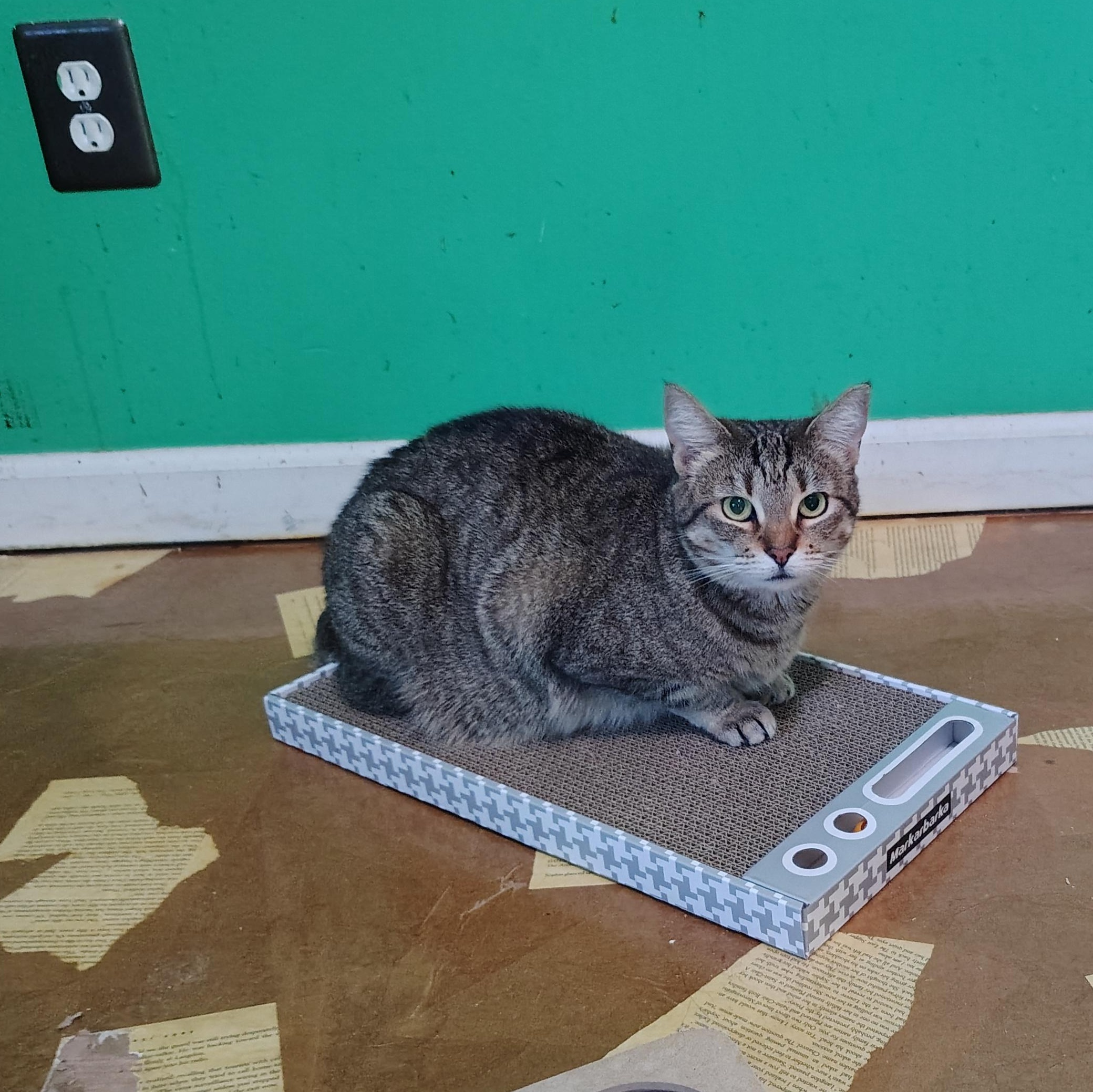 Enlarge Cookie, a Adoptable Domestic Short Hair in Wilmington, NC image 3/6