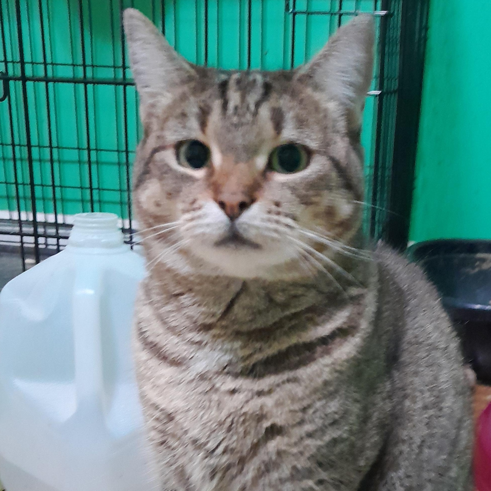 Enlarge Cookie, a Adoptable Domestic Short Hair in Wilmington, NC image 4/6