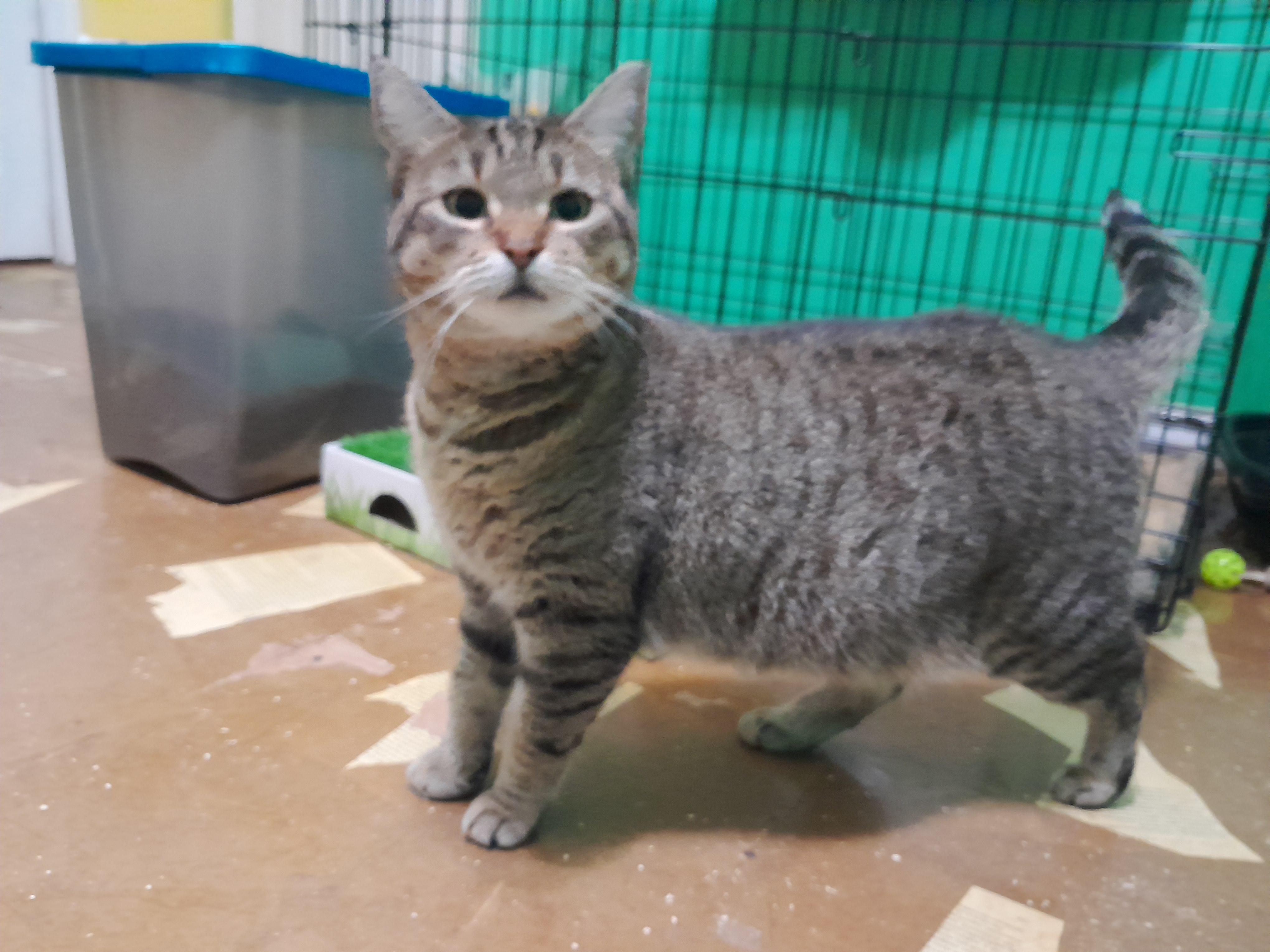 Enlarge Cookie, a Adoptable Domestic Short Hair in Wilmington, NC image 5/6