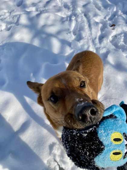 Goliath, Adoptable, Adult Male Mixed Breed & Mixed Breed.