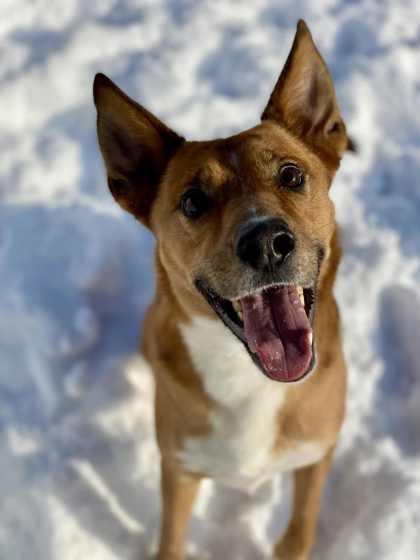 Enlarge Goliath, a Adoptable mixed breed in Munster, IN image 3/3