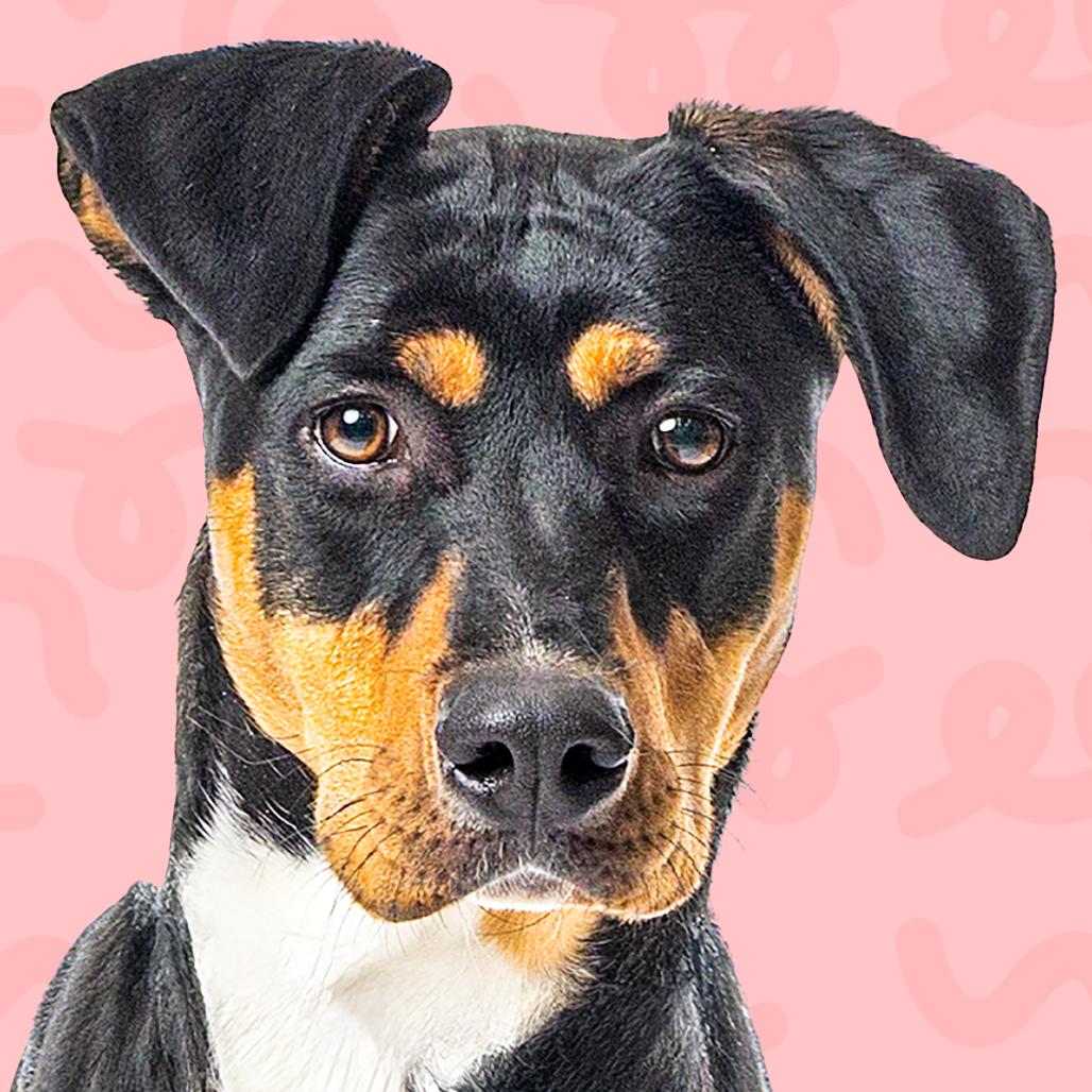 Freckles, Adoptable, Young Female Doberman Pinscher.