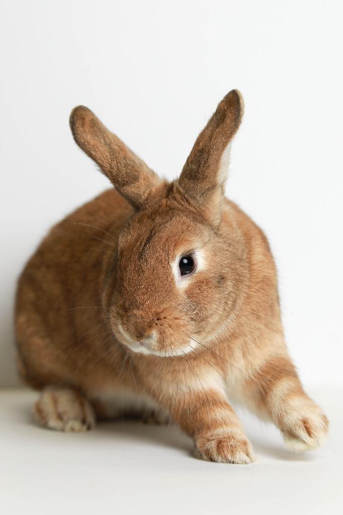 Persimmon, Adoptable, Adult Male Bunny Rabbit.