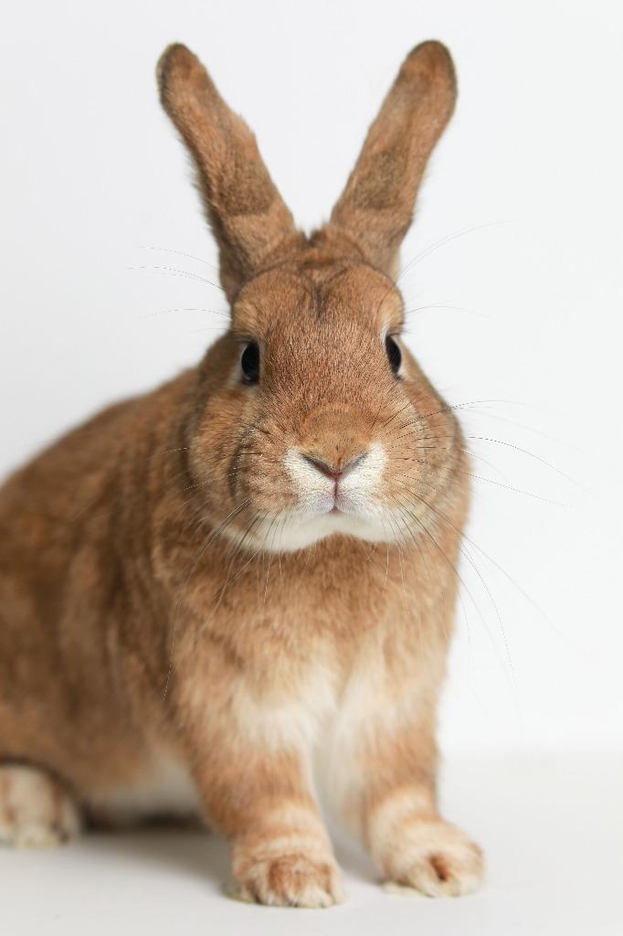 Persimmon, Adoptable, Adult Male Bunny Rabbit.