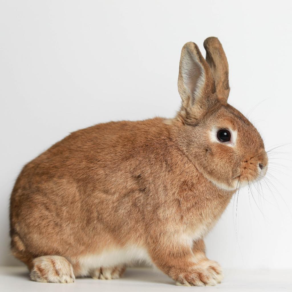 Enlarge Persimmon, a Adoptable Bunny Rabbit in San Francisco, CA image 3/6